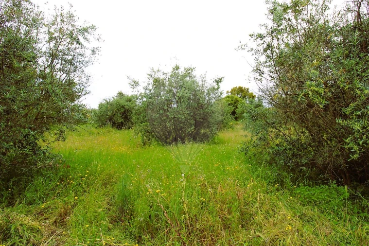 Terreno para Venda em Mação, Penhascoso e Aboboreira Foto 4