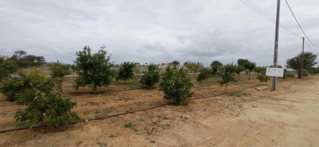 Terreno Agricola ou Rústico para Venda em Albufeira e Olhos de Água Foto 3