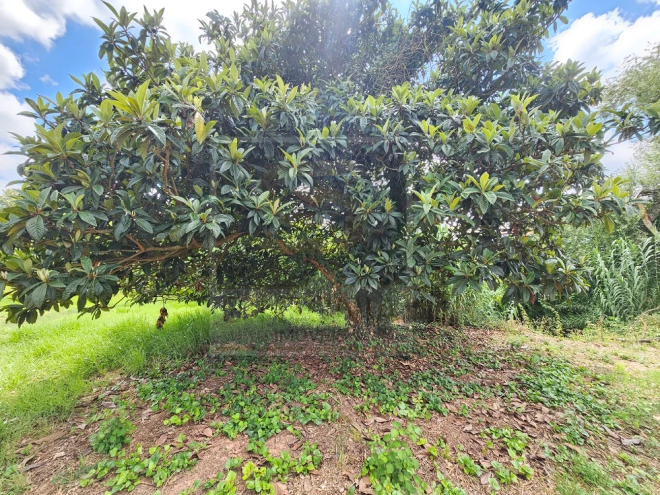 Moradia T4 para Venda em Lamas e Cercal Foto 28