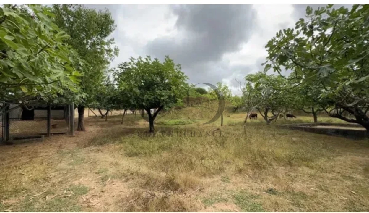 Armazém para Venda em Canedo, Vale e Vila Maior Foto 20