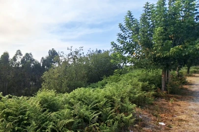 Terreno Agricola ou Rústico para Venda em Lustosa e Barrosas (Santo Estêvão)
