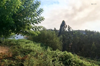 Terreno Agricola ou Rústico para Venda em Lustosa e Barrosas (Santo Estêvão)