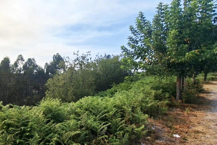 Terreno Agricola ou Rústico para Venda em Lustosa e Barrosas (Santo Estêvão) Foto 7