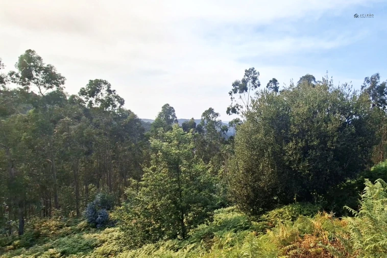 Terreno Agricola ou Rústico para Venda em Lustosa e Barrosas (Santo Estêvão) Foto 6