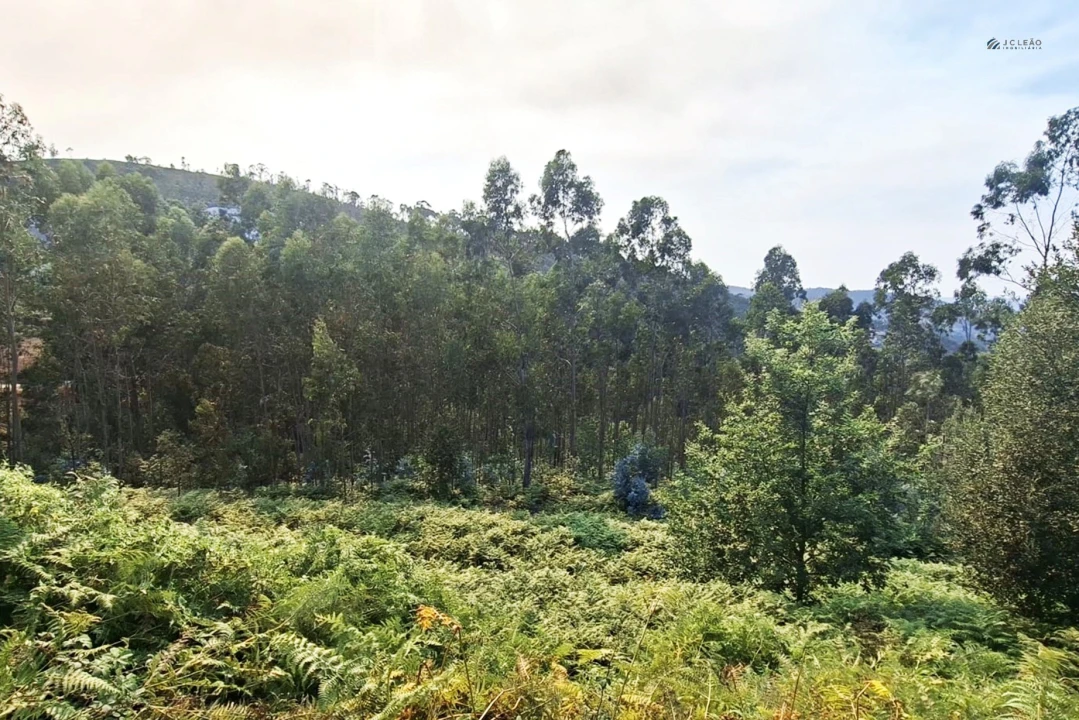 Terreno Agricola ou Rústico para Venda em Lustosa e Barrosas (Santo Estêvão) Foto 10