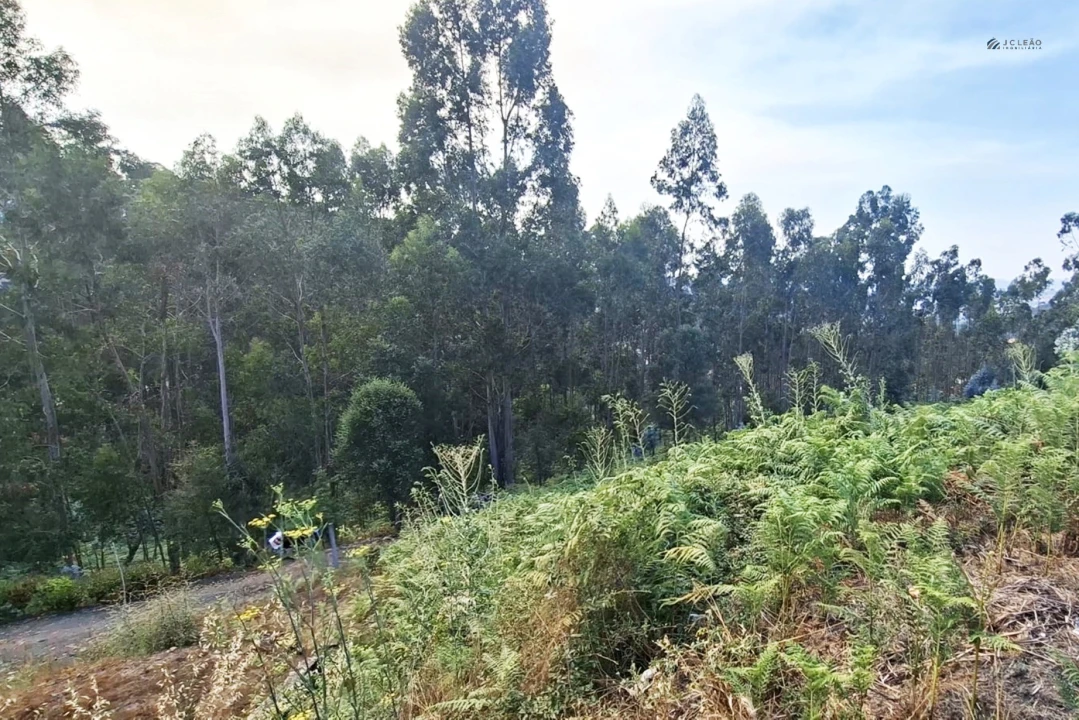 Terreno Agricola ou Rústico para Venda em Lustosa e Barrosas (Santo Estêvão) Foto 3