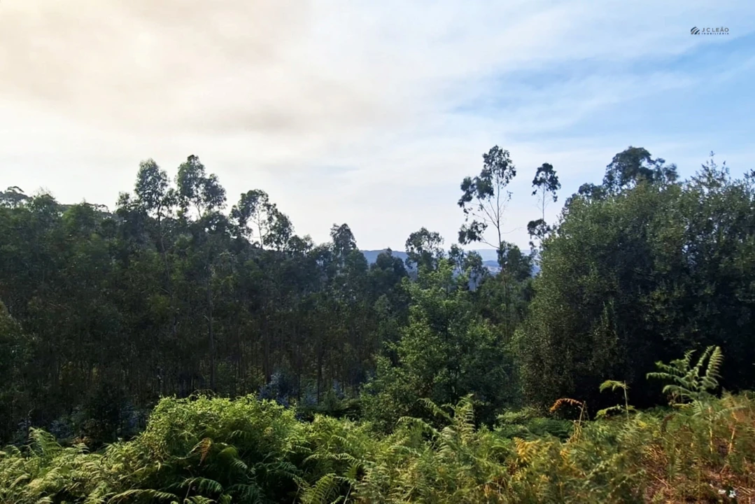 Terreno Agricola ou Rústico para Venda em Lustosa e Barrosas (Santo Estêvão) Foto 14