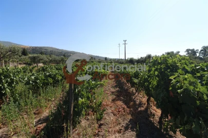 Quinta T3 para Venda em Melo e Nabais