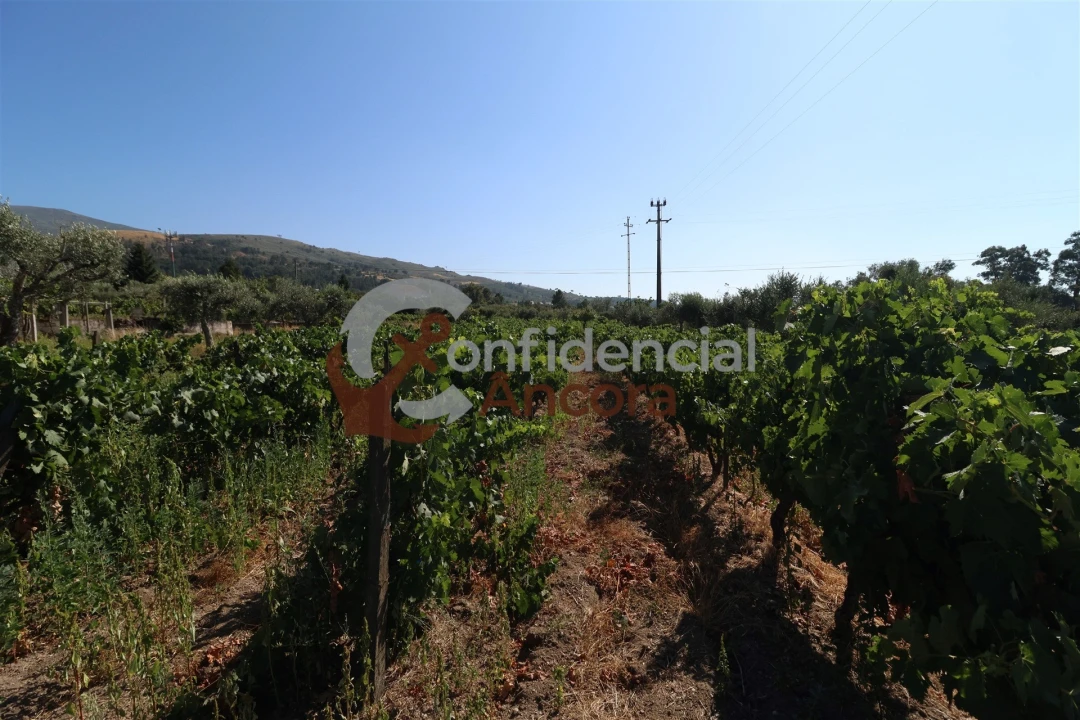 Quinta T3 para Venda em Melo e Nabais Foto 7