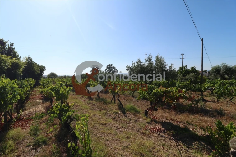 Quinta T3 para Venda em Melo e Nabais Foto 29
