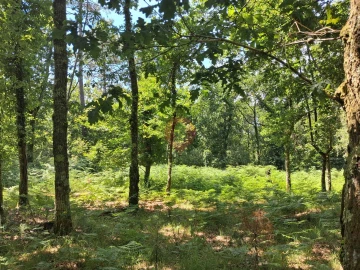 Terreno para Venda em São Paio