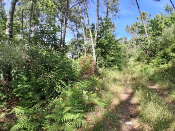 Terreno para Venda em São Paio