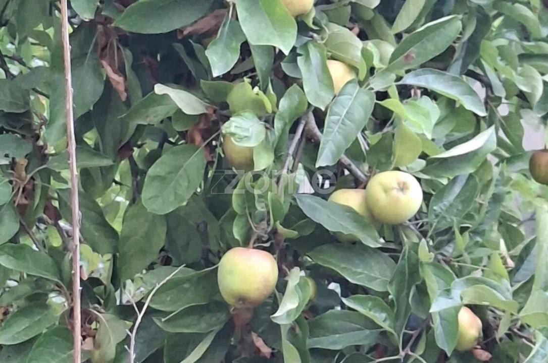 Quinta T2 para Venda em Travanca de Lagos Foto 30
