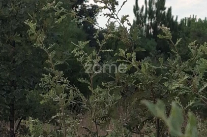 Quinta T2 para Venda em Travanca de Lagos