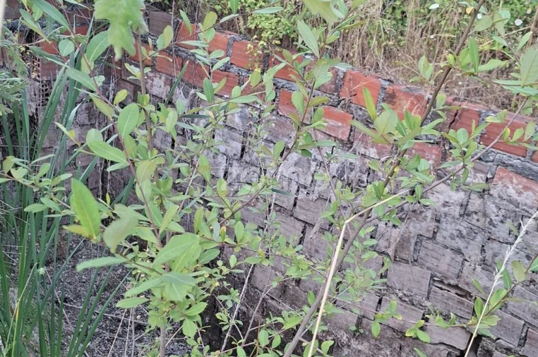 Quinta T2 para Venda em Travanca de Lagos Foto 23