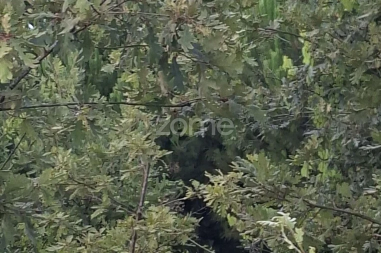 Quinta T2 para Venda em Travanca de Lagos Foto 24