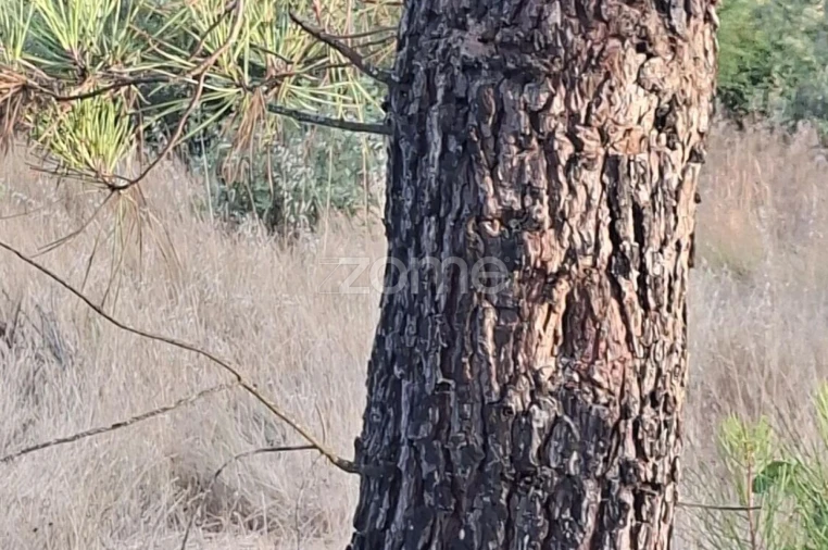 Quinta T2 para Venda em Travanca de Lagos Foto 27