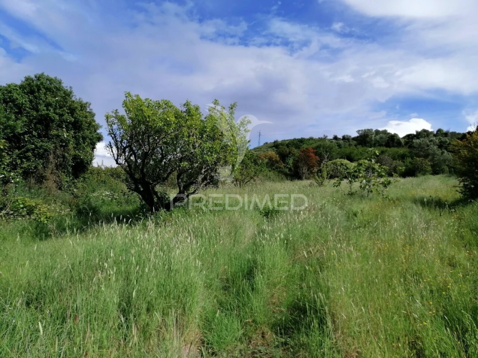 Terreno para Venda em Igreja Nova e Cheleiros Foto 10