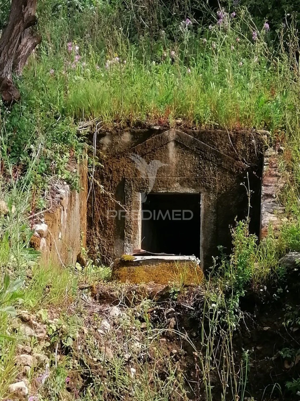 Terreno para Venda em Igreja Nova e Cheleiros Foto 5