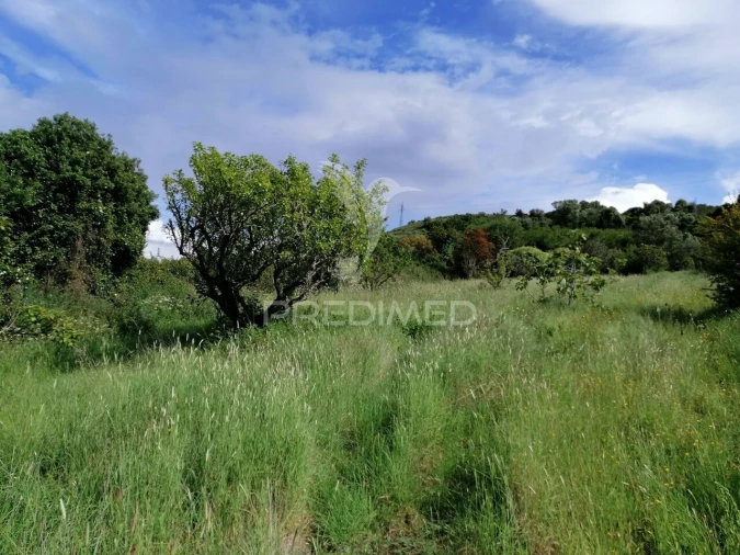 Terreno para Venda em Igreja Nova e Cheleiros Foto 10