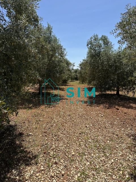 Terreno para Venda em Azambujeira e Malaqueijo
