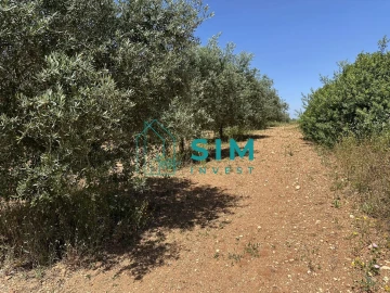 Terreno para Venda em Azambujeira e Malaqueijo