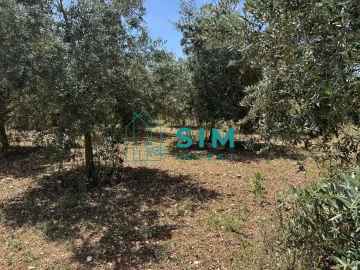 Terreno para Venda em Azambujeira e Malaqueijo