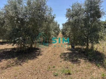 Terreno para Venda em Azambujeira e Malaqueijo