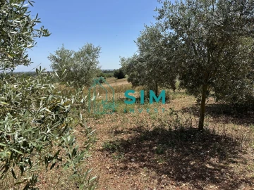Terreno para Venda em Azambujeira e Malaqueijo