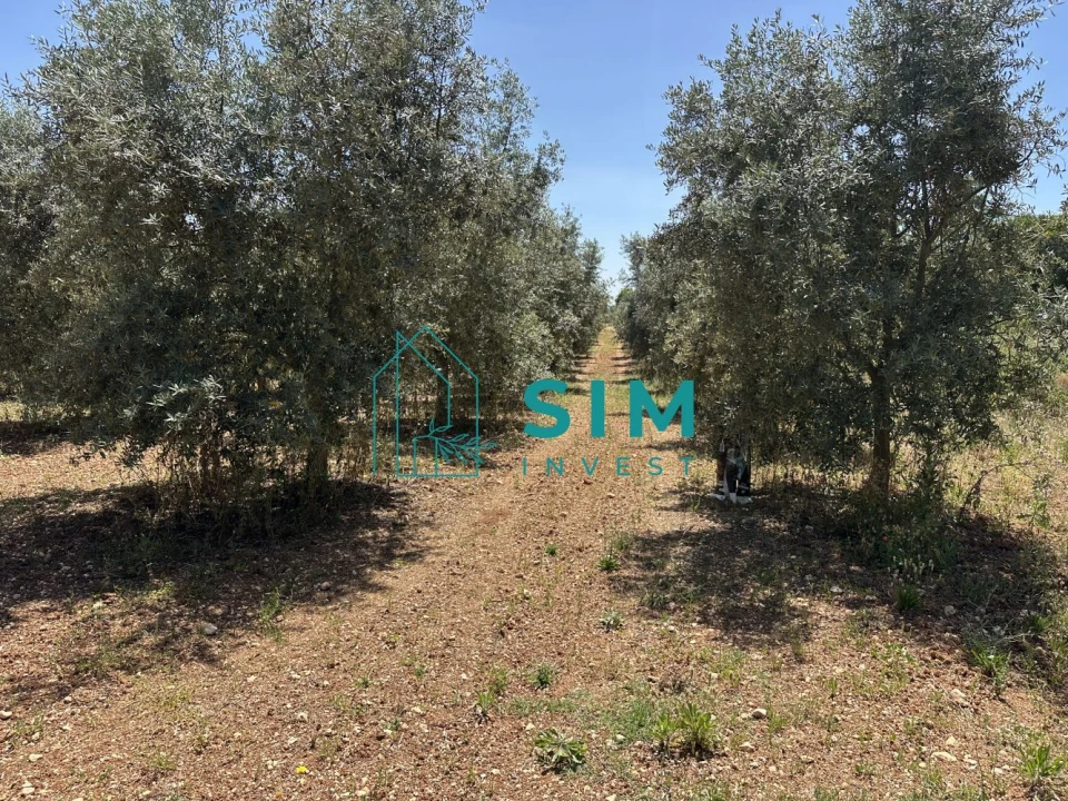 Terreno para Venda em Azambujeira e Malaqueijo Foto 15