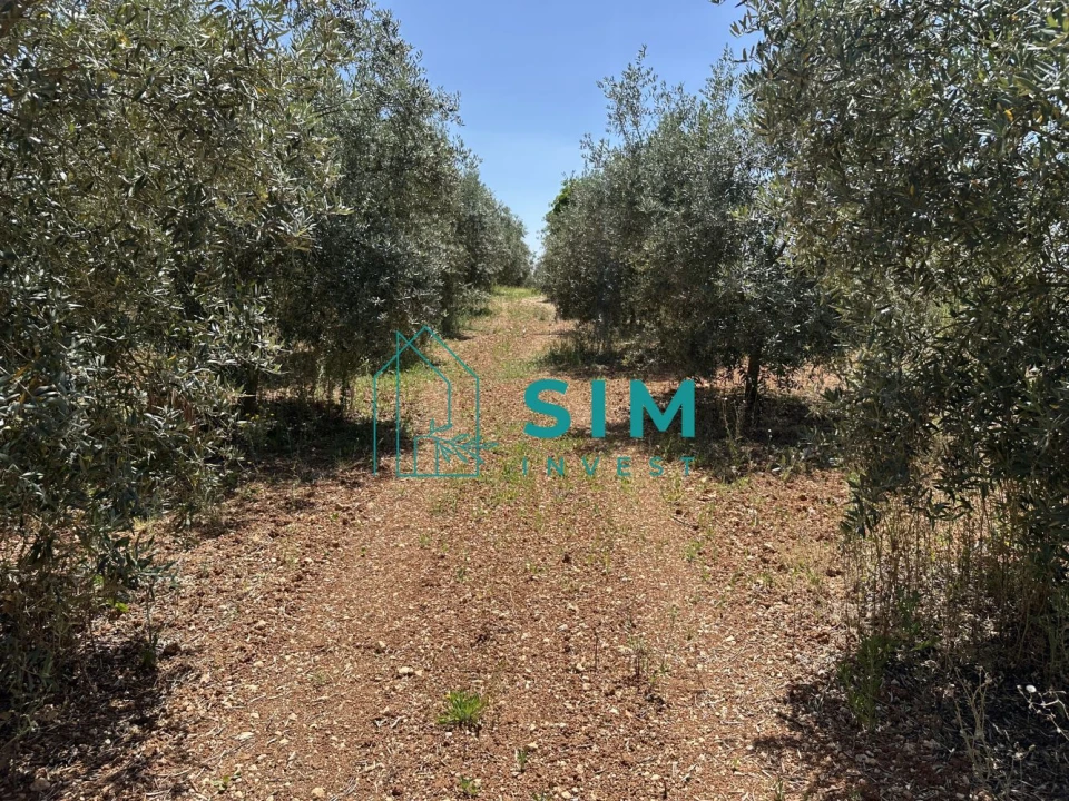 Terreno para Venda em Azambujeira e Malaqueijo Foto 19