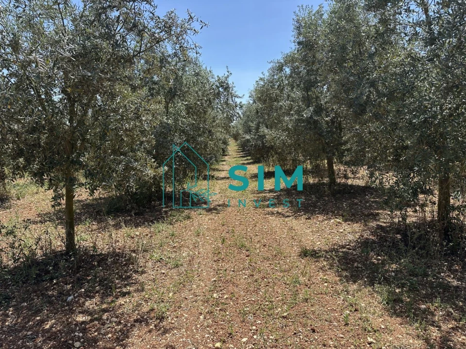 Terreno para Venda em Azambujeira e Malaqueijo Foto 10