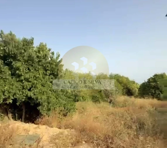 Terreno para Venda em Loule (São Clemente) Foto 7