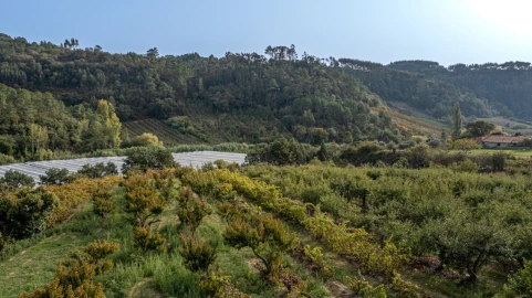Terreno para Venda em Vimeiro