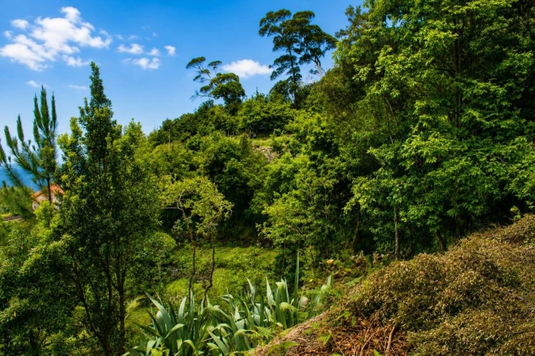 Terreno para Venda em Ponta Delgada Foto 15