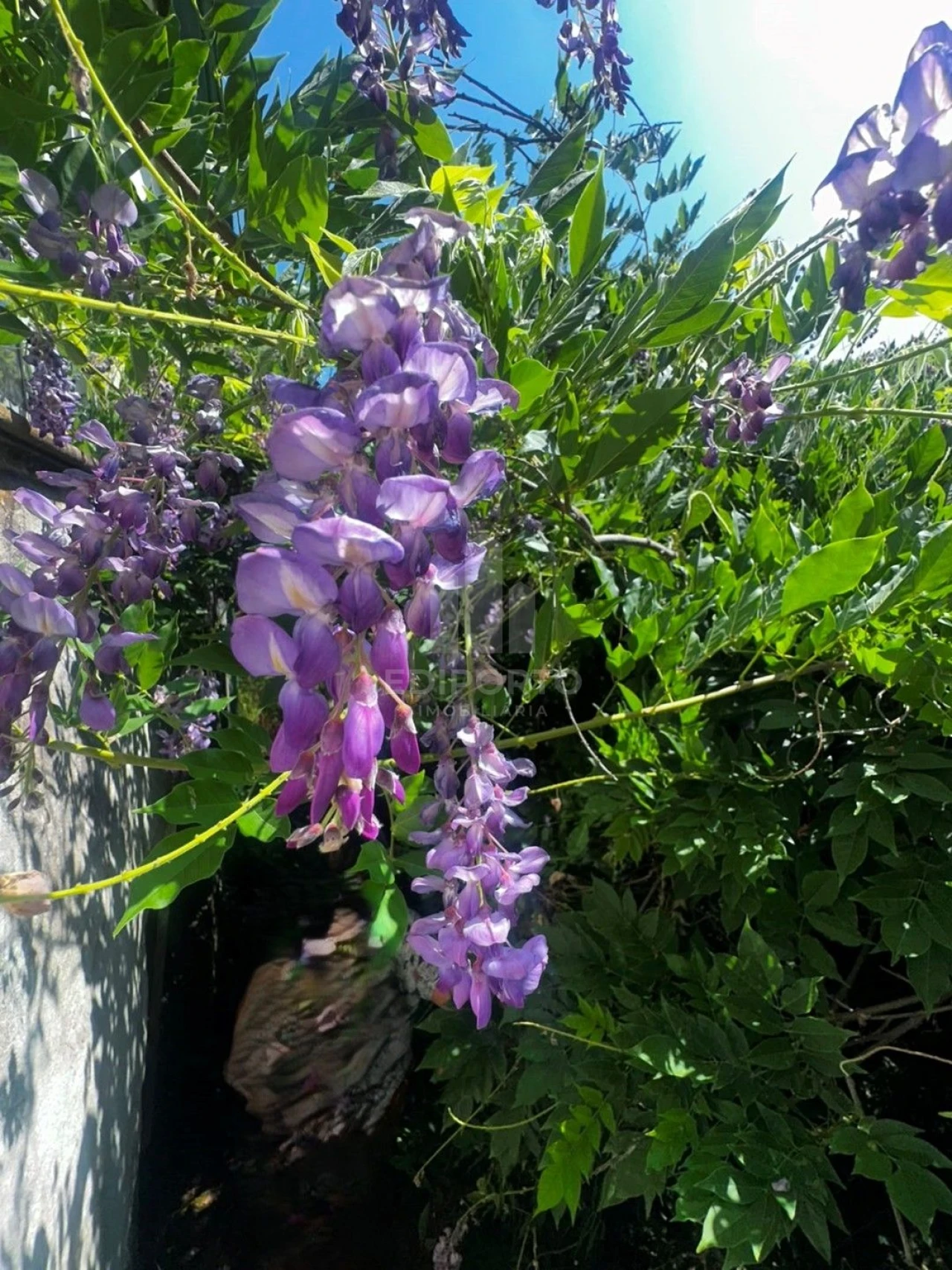 Quinta T4 para Venda em Sapardos Foto 32