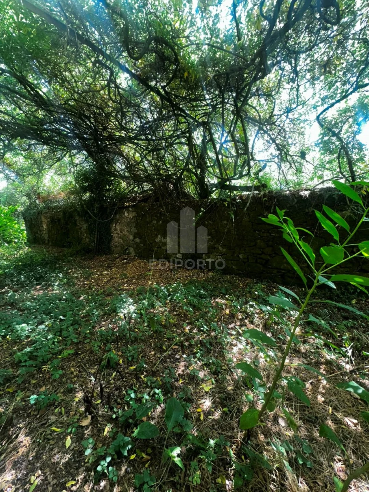 Quinta T4 para Venda em Sapardos Foto 44