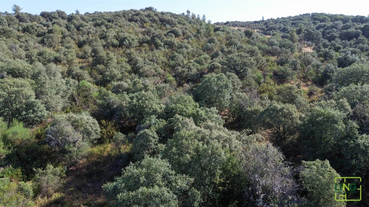 Terreno Agricola ou Rústico para Venda em Aranhas Foto 13