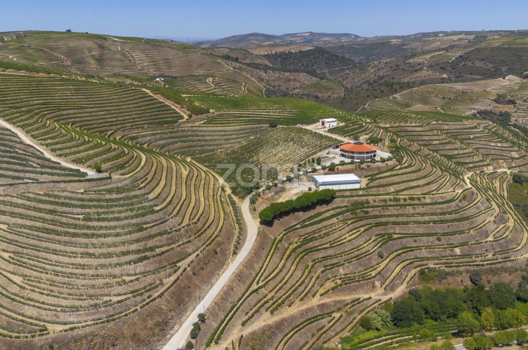 Quinta T8 para Venda em Valongo dos Azeites Foto 49