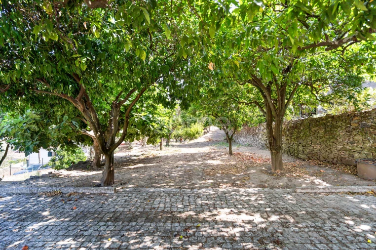 Quinta T9 para Venda em Folgosa Foto 28