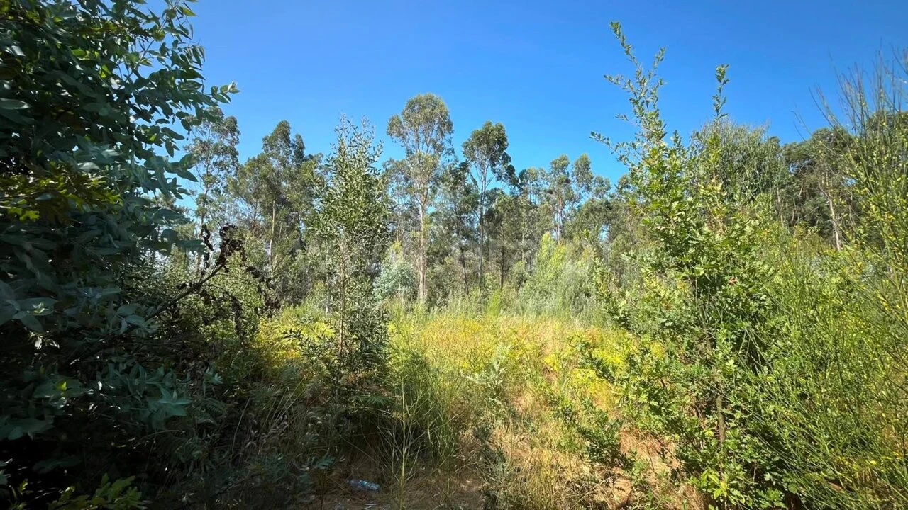 Terreno para Venda em Vila Boa do Bispo Foto 2