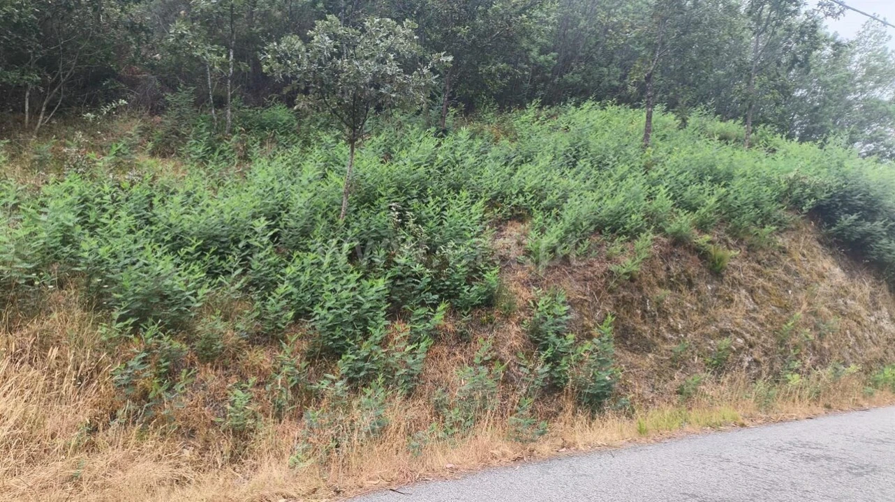 Terreno para Venda em Soalhães Foto 7