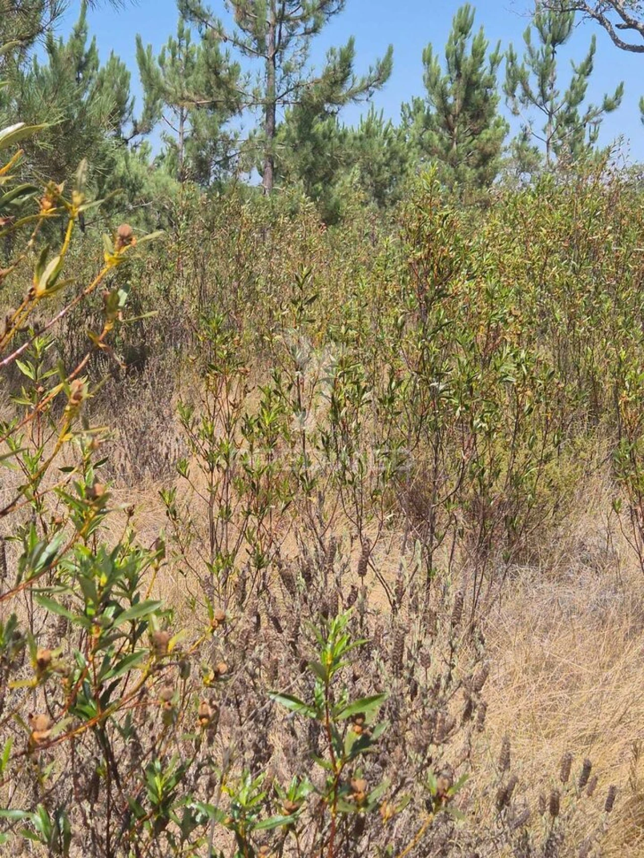 Quinta T0 para Venda em Santiago do Cacém, Santa Cruz e São Bartolomeu da Serra Foto 9