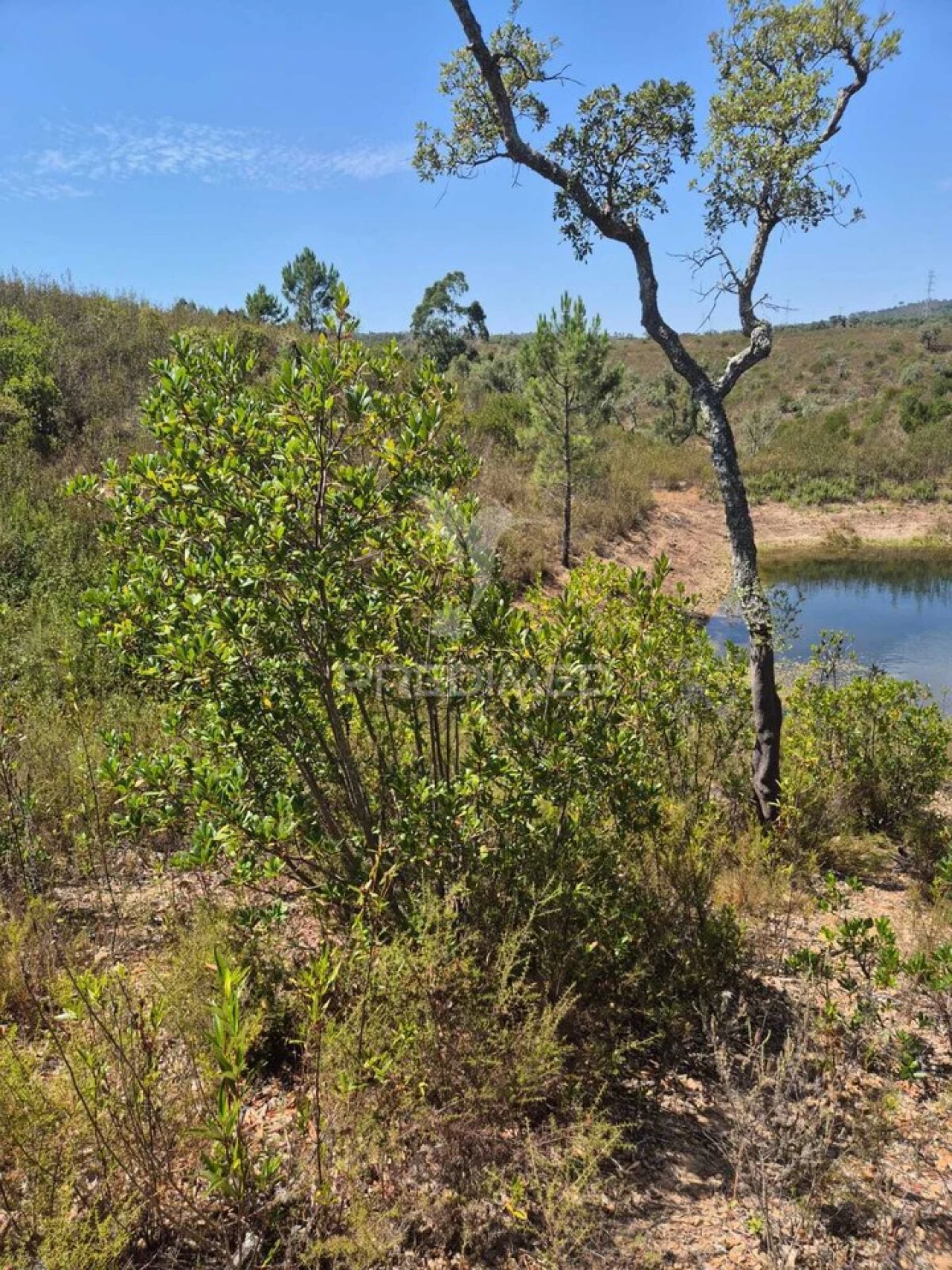 Quinta T0 para Venda em Santiago do Cacém, Santa Cruz e São Bartolomeu da Serra Foto 12