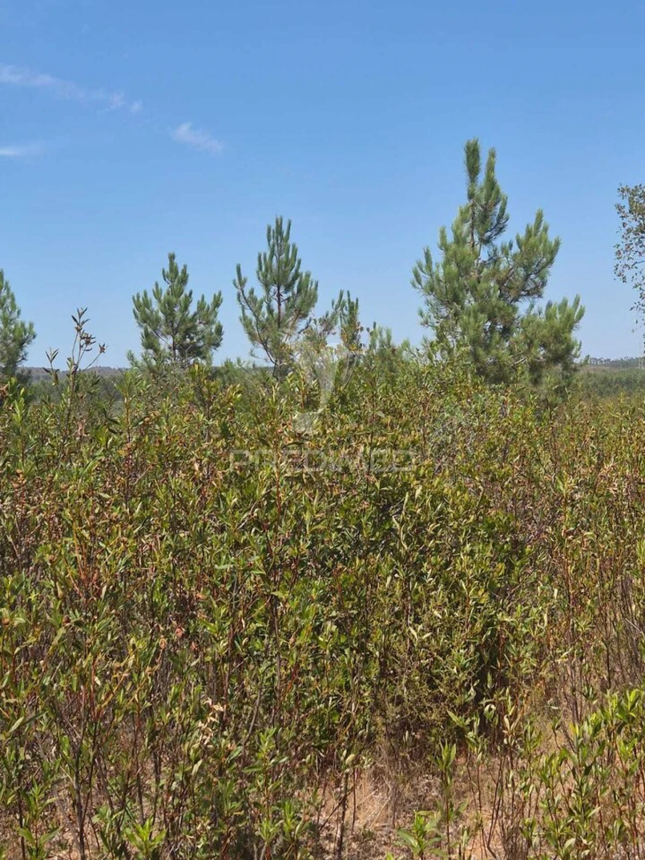 Quinta T0 para Venda em Santiago do Cacém, Santa Cruz e São Bartolomeu da Serra Foto 10