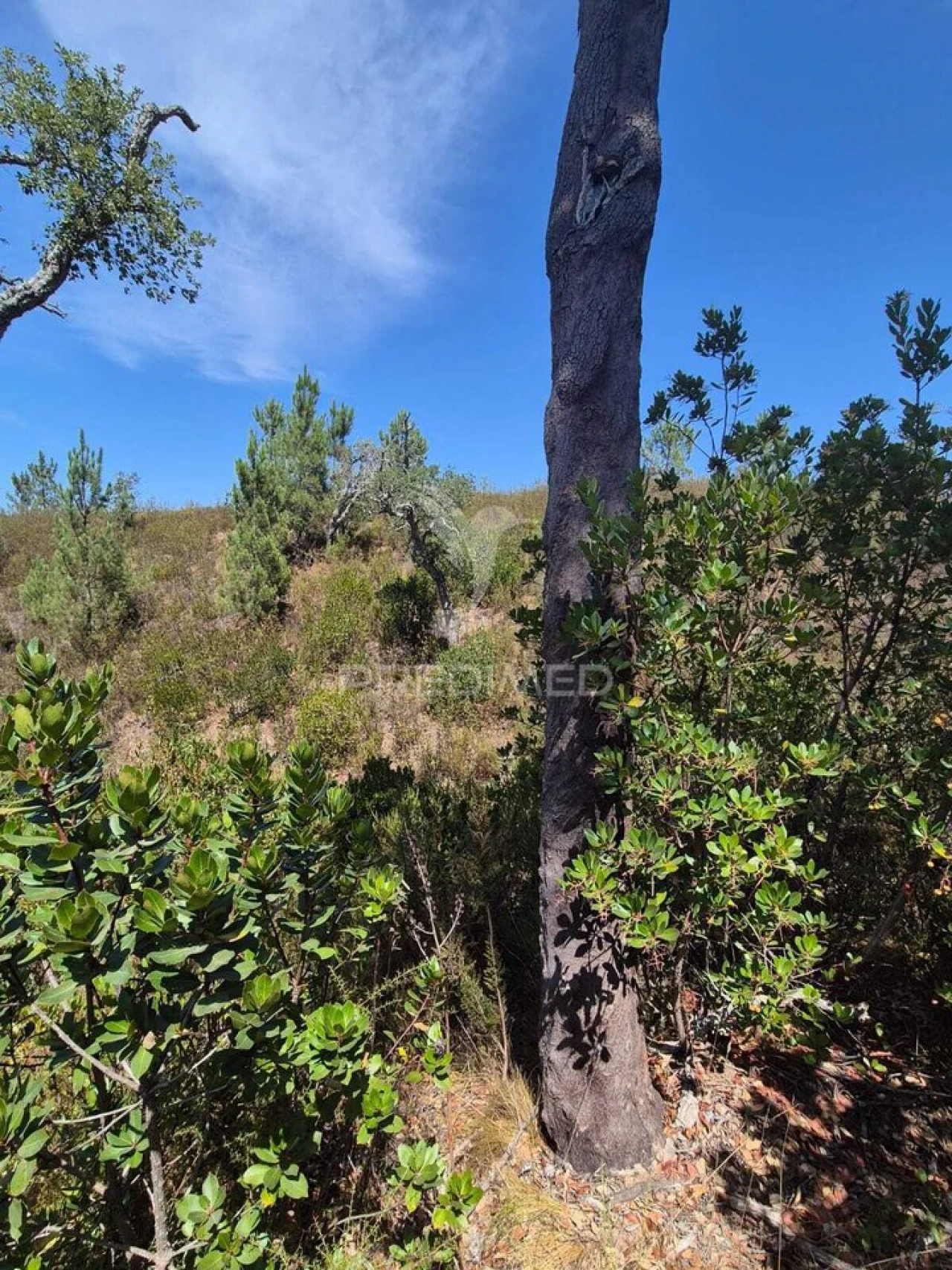 Quinta T0 para Venda em Santiago do Cacém, Santa Cruz e São Bartolomeu da Serra Foto 3