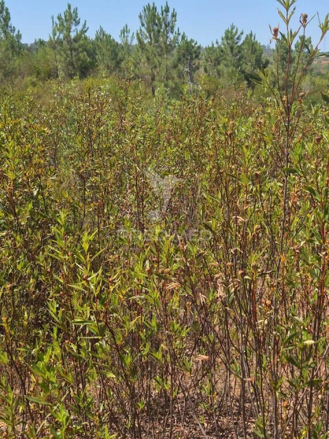 Quinta T0 para Venda em Santiago do Cacém, Santa Cruz e São Bartolomeu da Serra