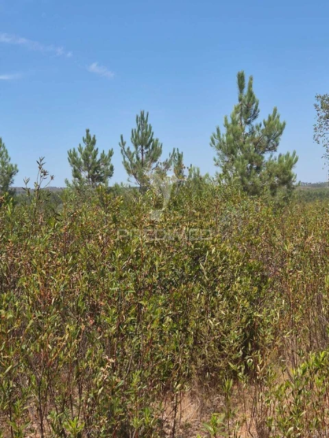 Quinta T0 para Venda em Santiago do Cacém, Santa Cruz e São Bartolomeu da Serra