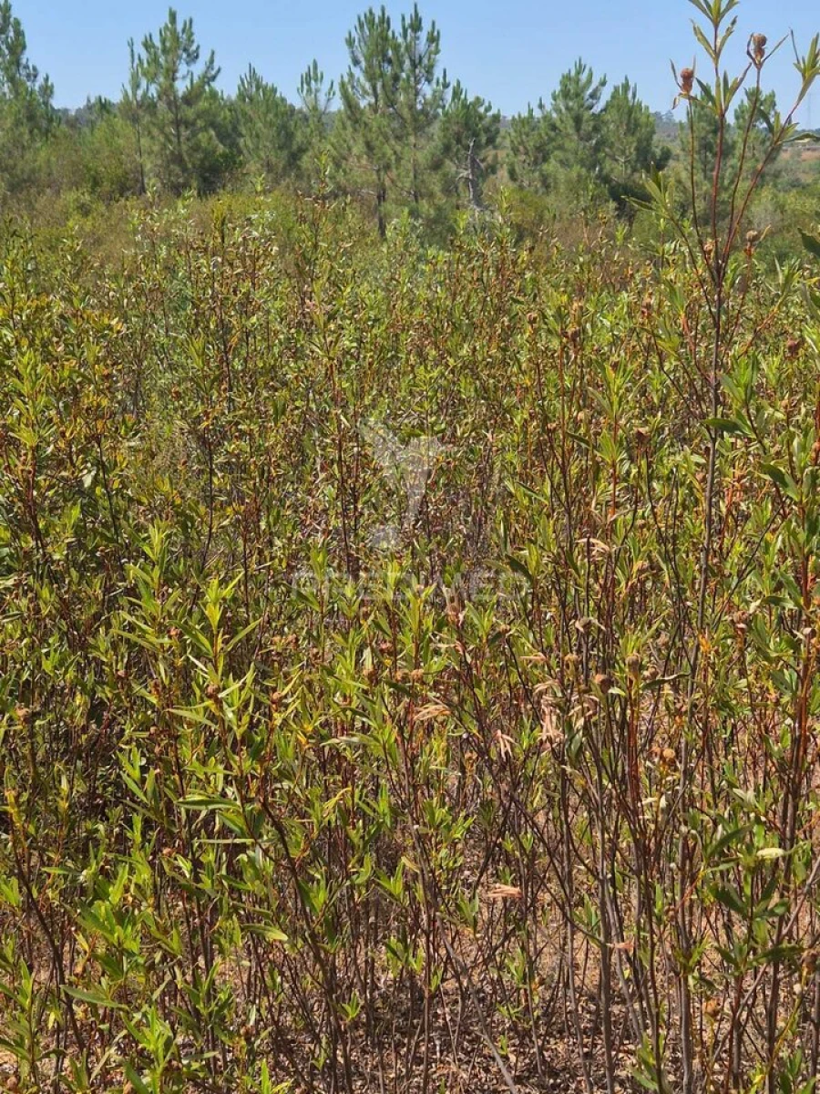 Quinta T0 para Venda em Santiago do Cacém, Santa Cruz e São Bartolomeu da Serra Foto 8