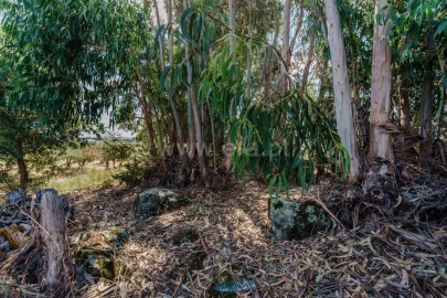 Terreno para Venda em Vale de Prazeres e Mata da Rainha